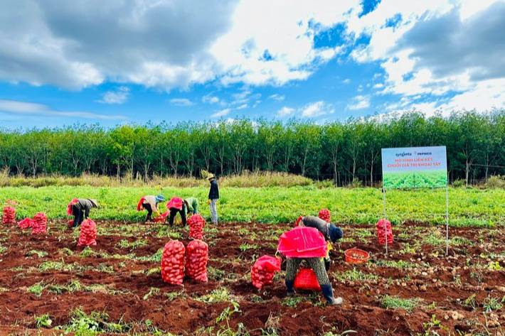 Reducing Potato Imports to Viet Nam 