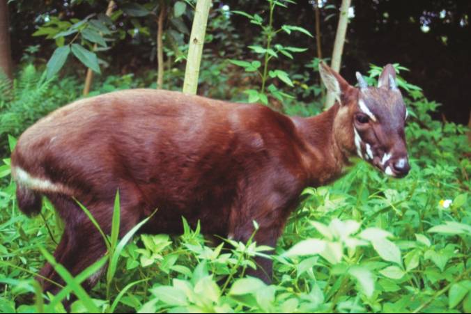 Protecting The Saola Protecting The Saola