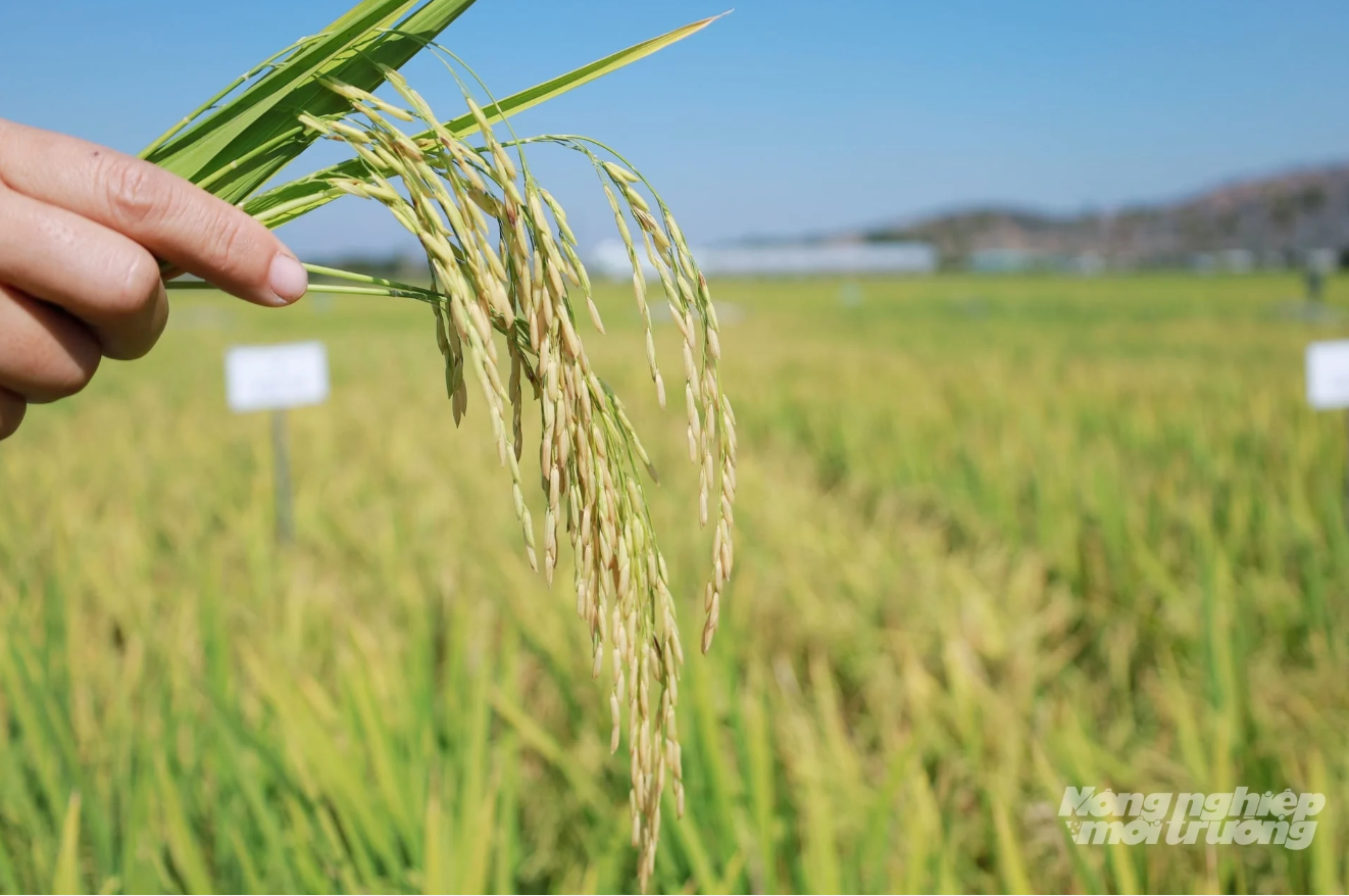 Mekong Delta rice varieties expand to Viet Nam’s arid central coast