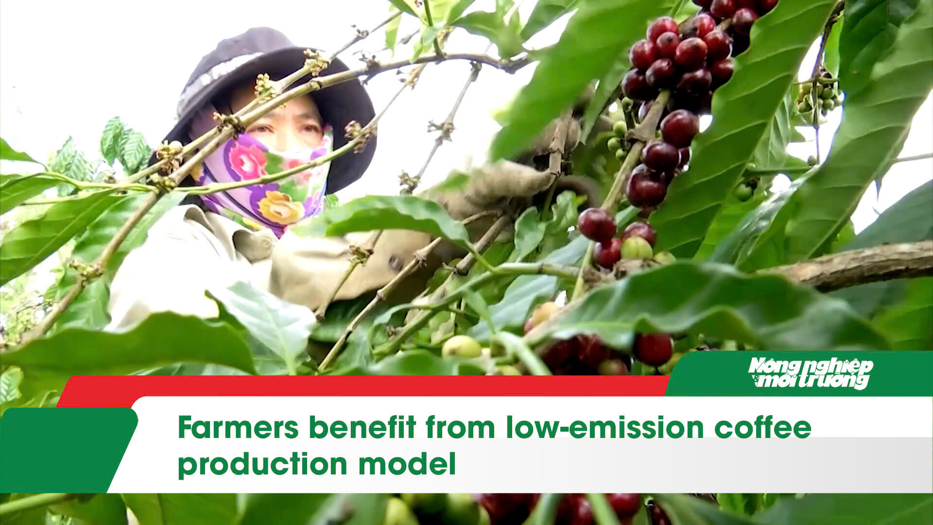 Farmers benefit from low-emission coffee production model