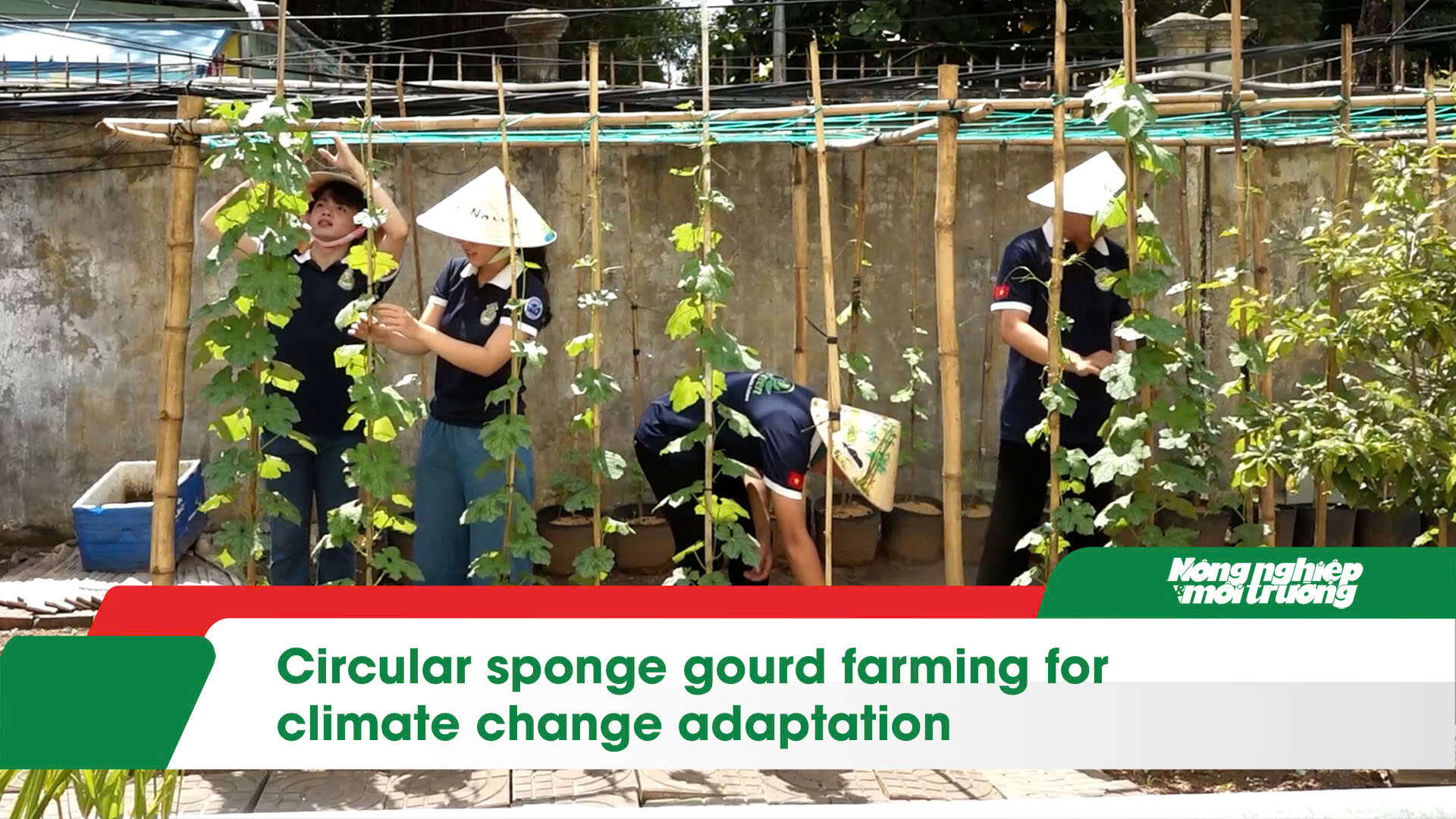Circular sponge gourd farming for climate change adaptation