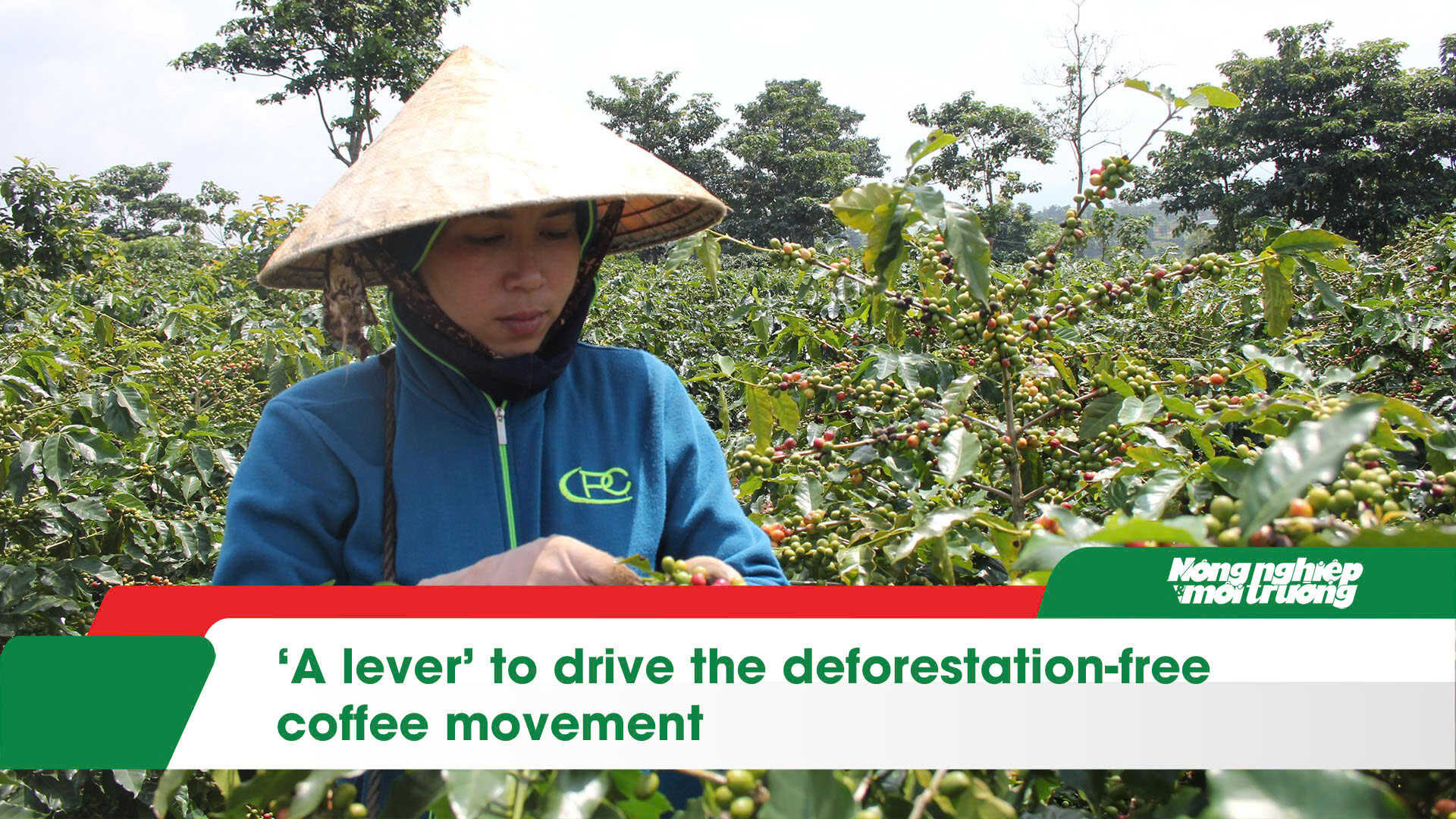 ‘A lever’ to drive the deforestation-free coffee movement