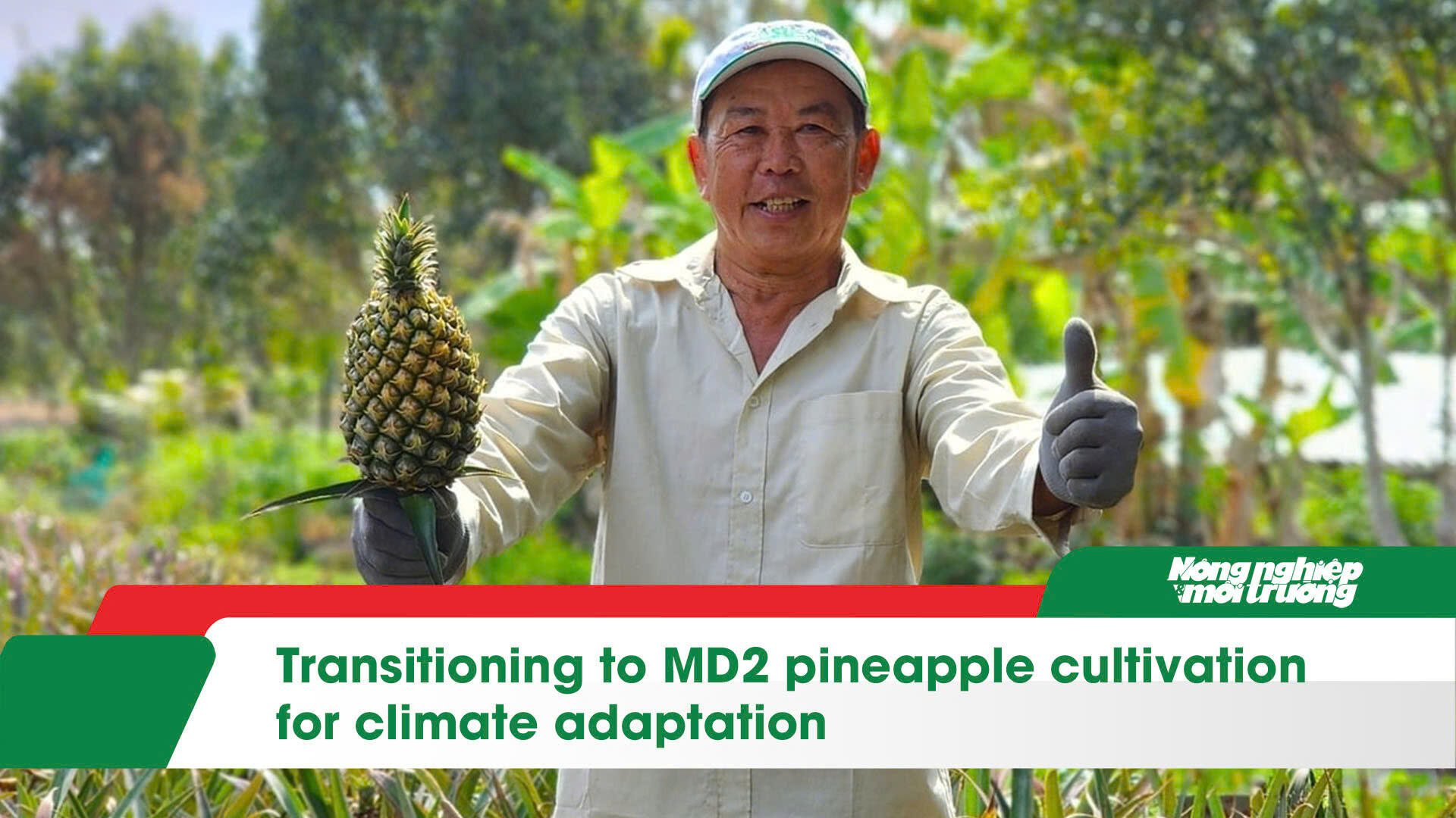 Transitioning to MD2 pineapple cultivation for climate adaptation